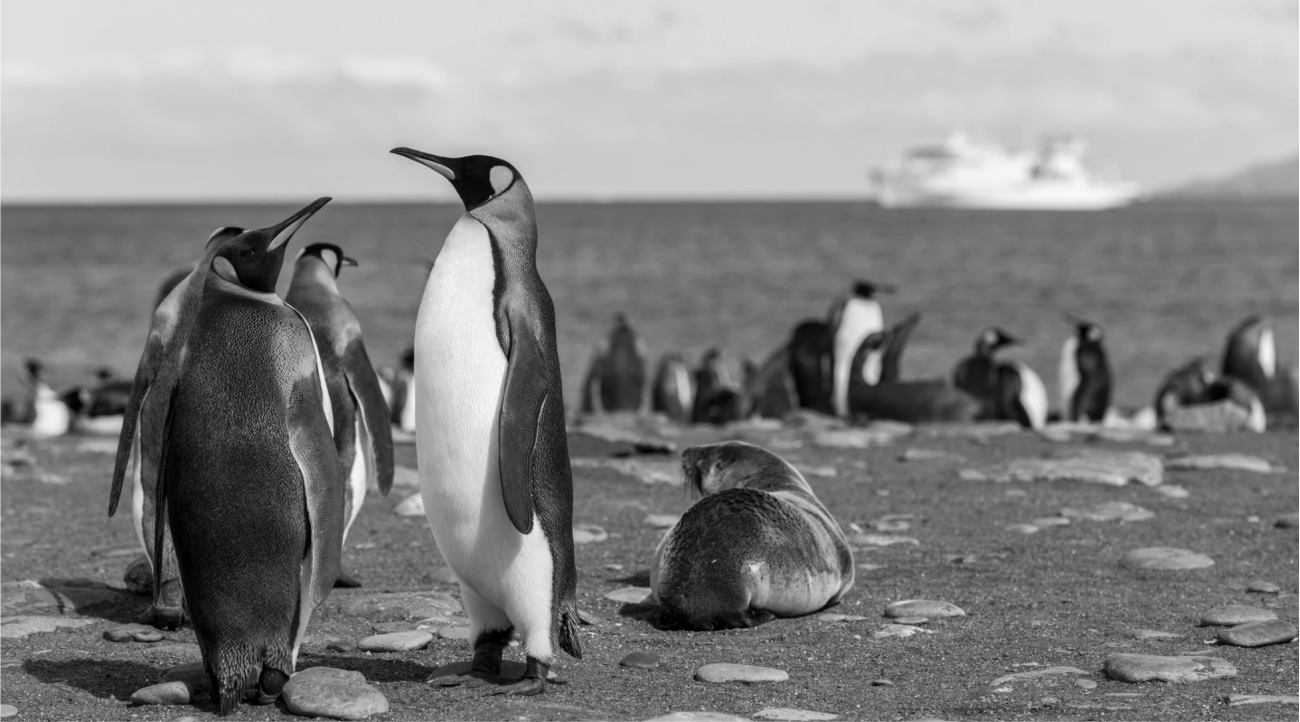 Pingvin : nagy vihart kavart